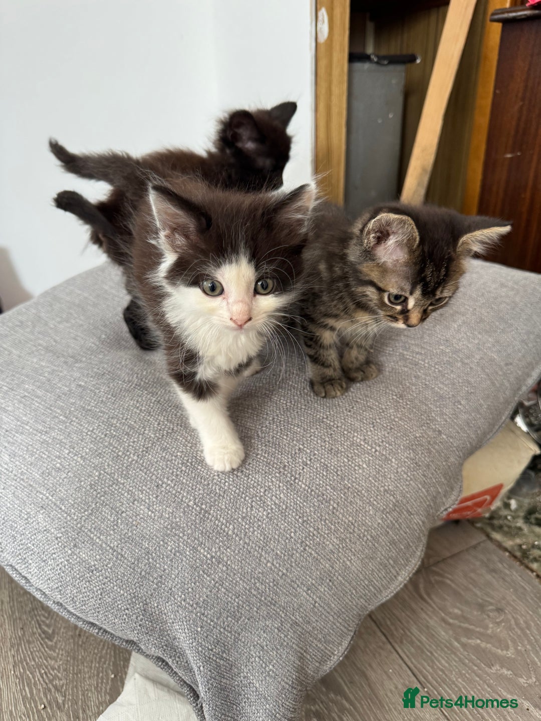 Domestic Shorthair cats for sale: Fluffy kitties looking for loving homes - Image 1