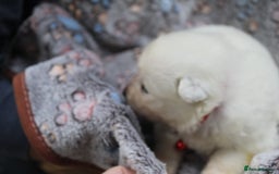 Samoyed dogs for sale: Samoyed puppies - fluff and joy - Image 16