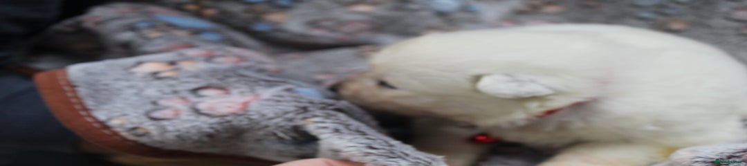 Samoyed Puppy Red