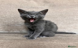 British Shorthair cats for sale: Grey Kitten - Image 5
