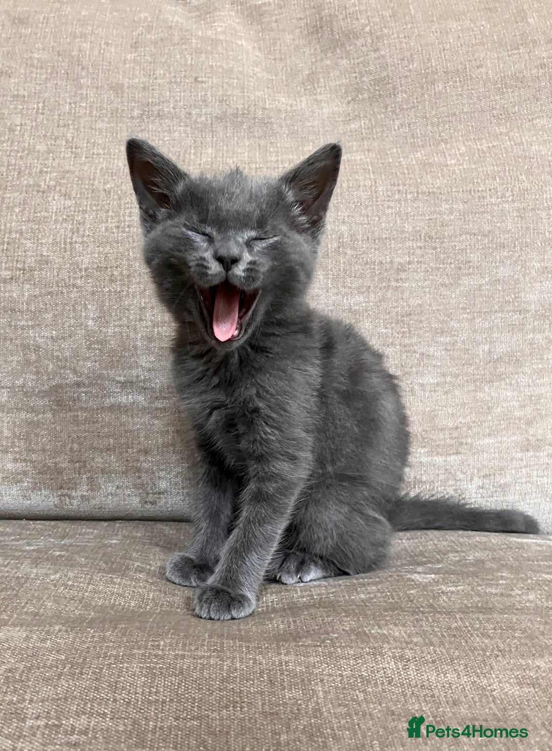 British Shorthair cats for sale: Grey Kitten - Image 5