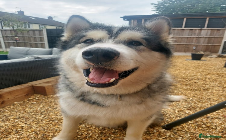Alaskan Malamute dogs - Advert 3