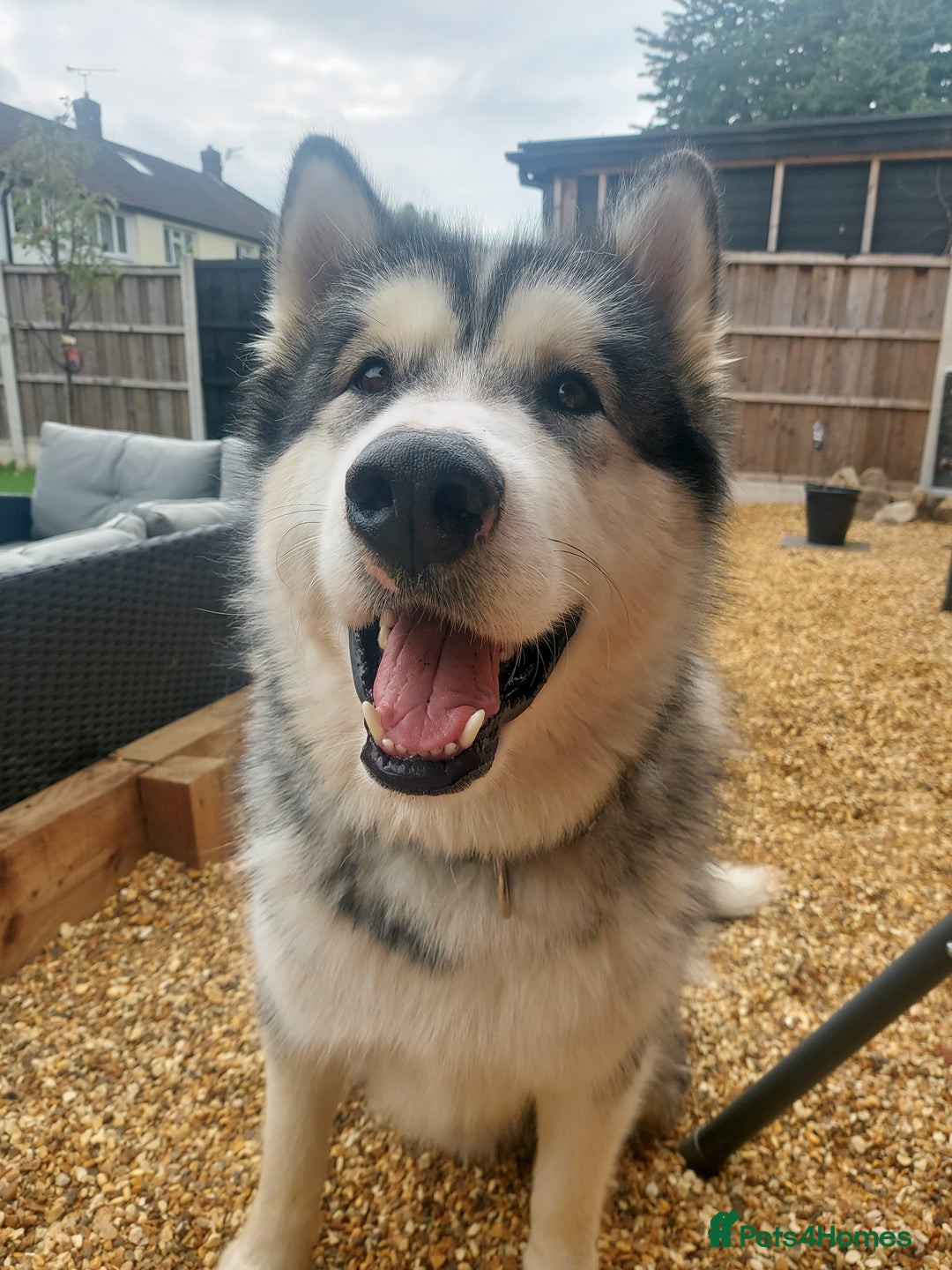 Alaskan Malamute dogs for sale: Beau 19 months male mal - Image 1