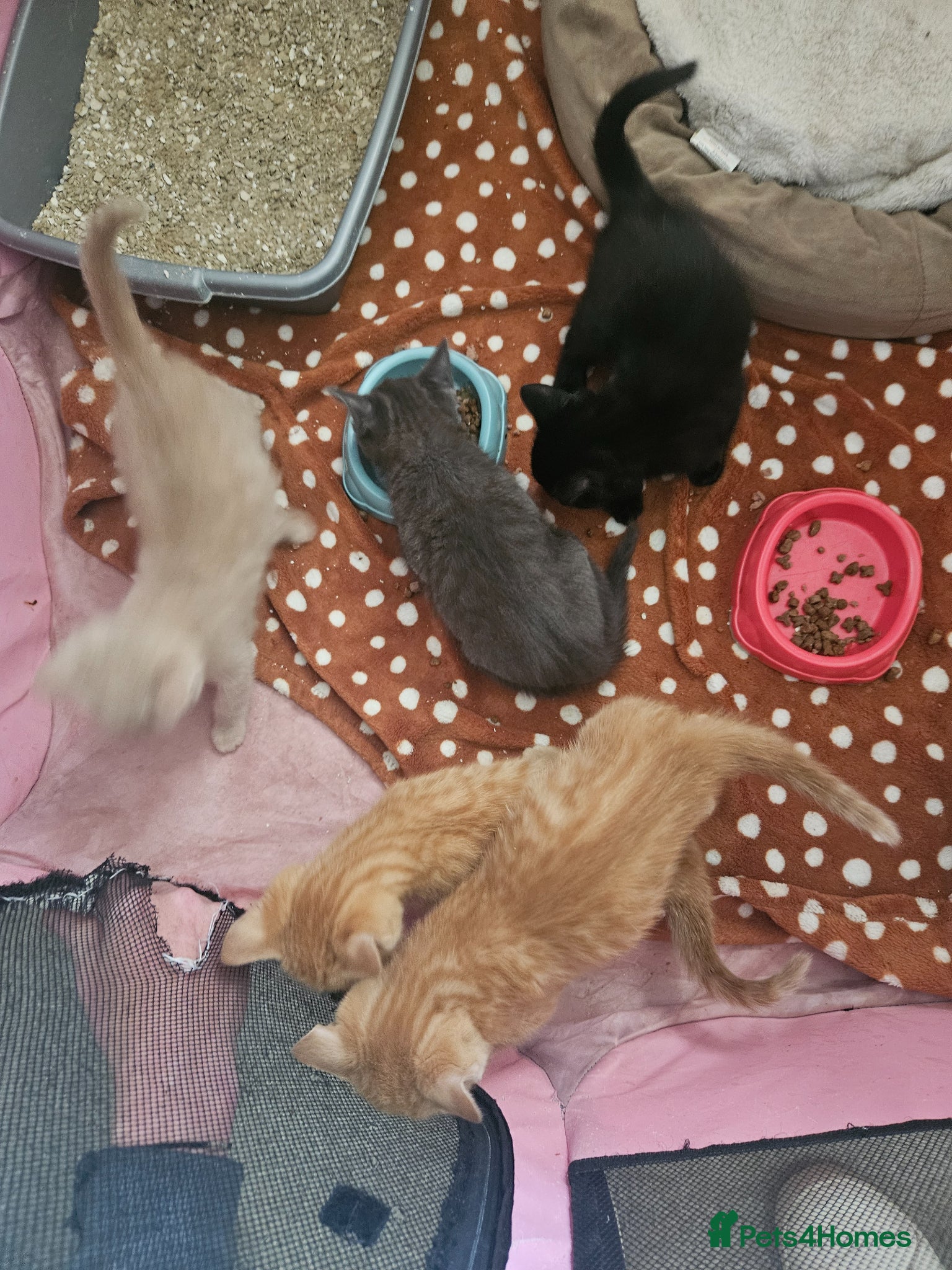 Mixed Breed cats Kittens for sale - Advert 1