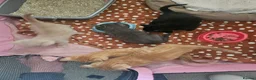 Mixed Breed cats for sale: Kittens for sale in Chesterfield - Advert 1