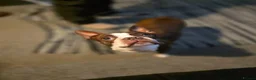 Boston Terrier dogs for sale: Blossy's Beautiful Bostons  in Doncaster - Advert 2
