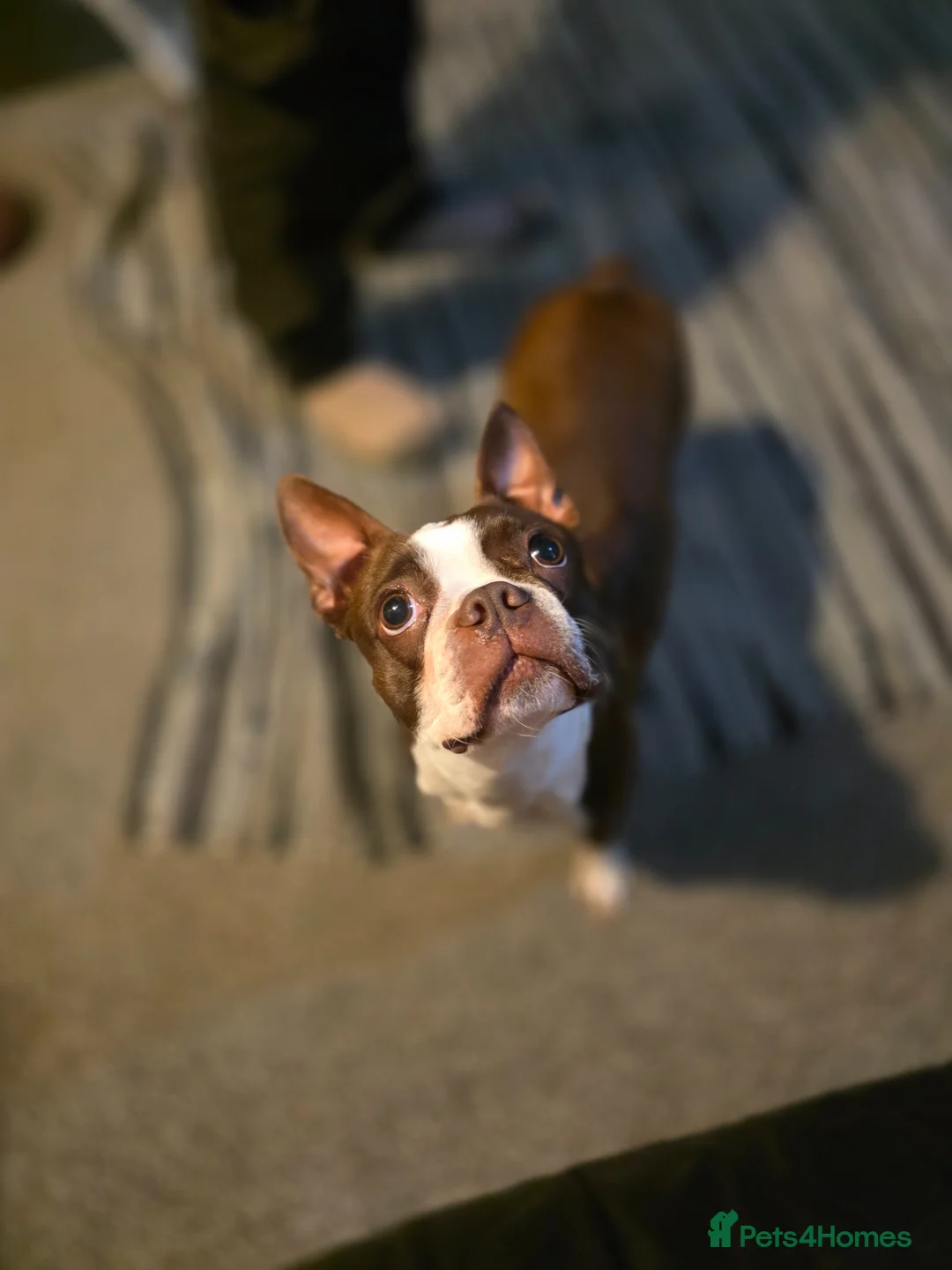Boston Terrier dogs for sale: Blossy's Beautiful Bostons  in Doncaster - Advert 2