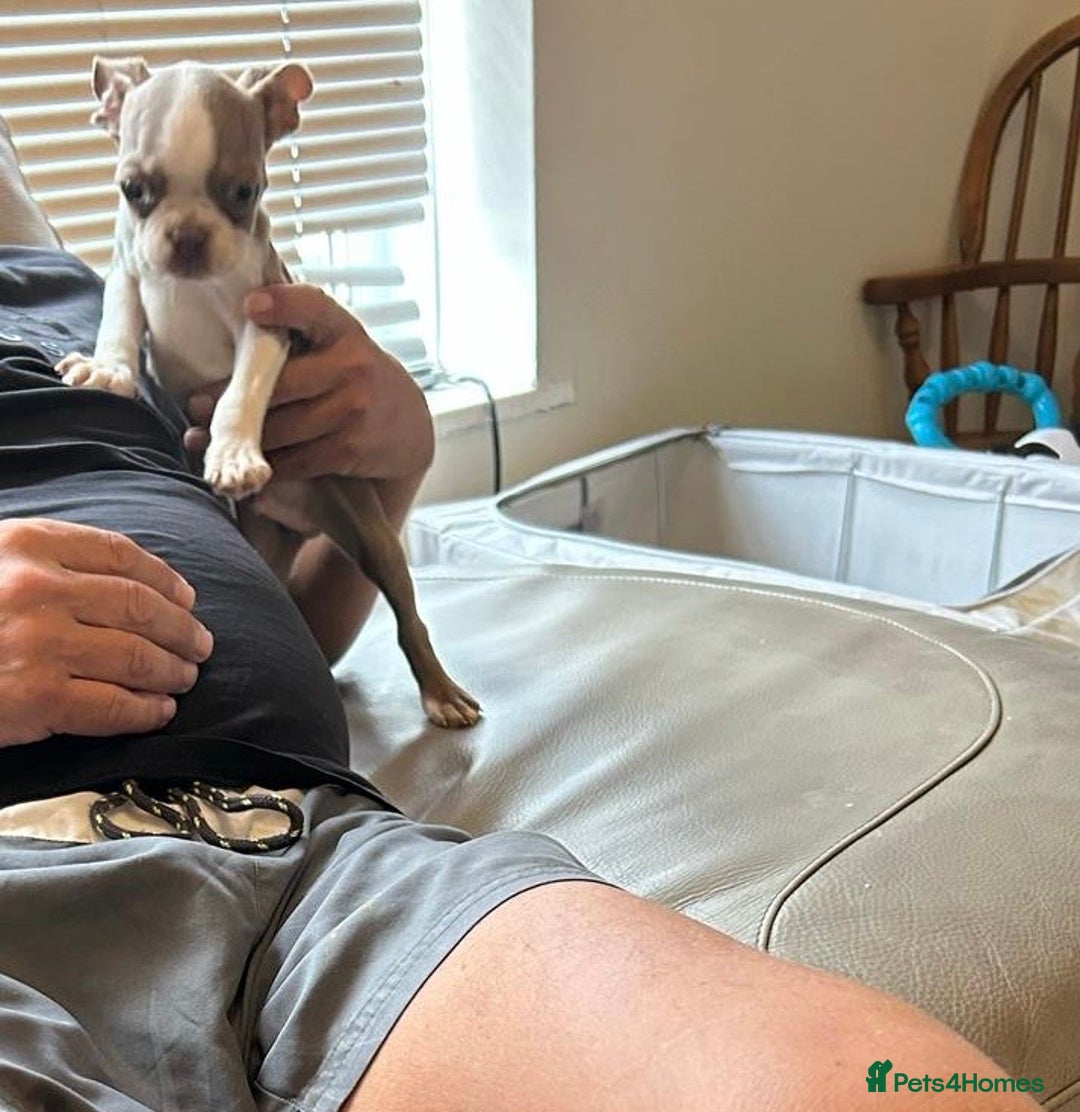 Boston Terrier dogs for sale: Beautiful KC Boston Terriers - Image 26
