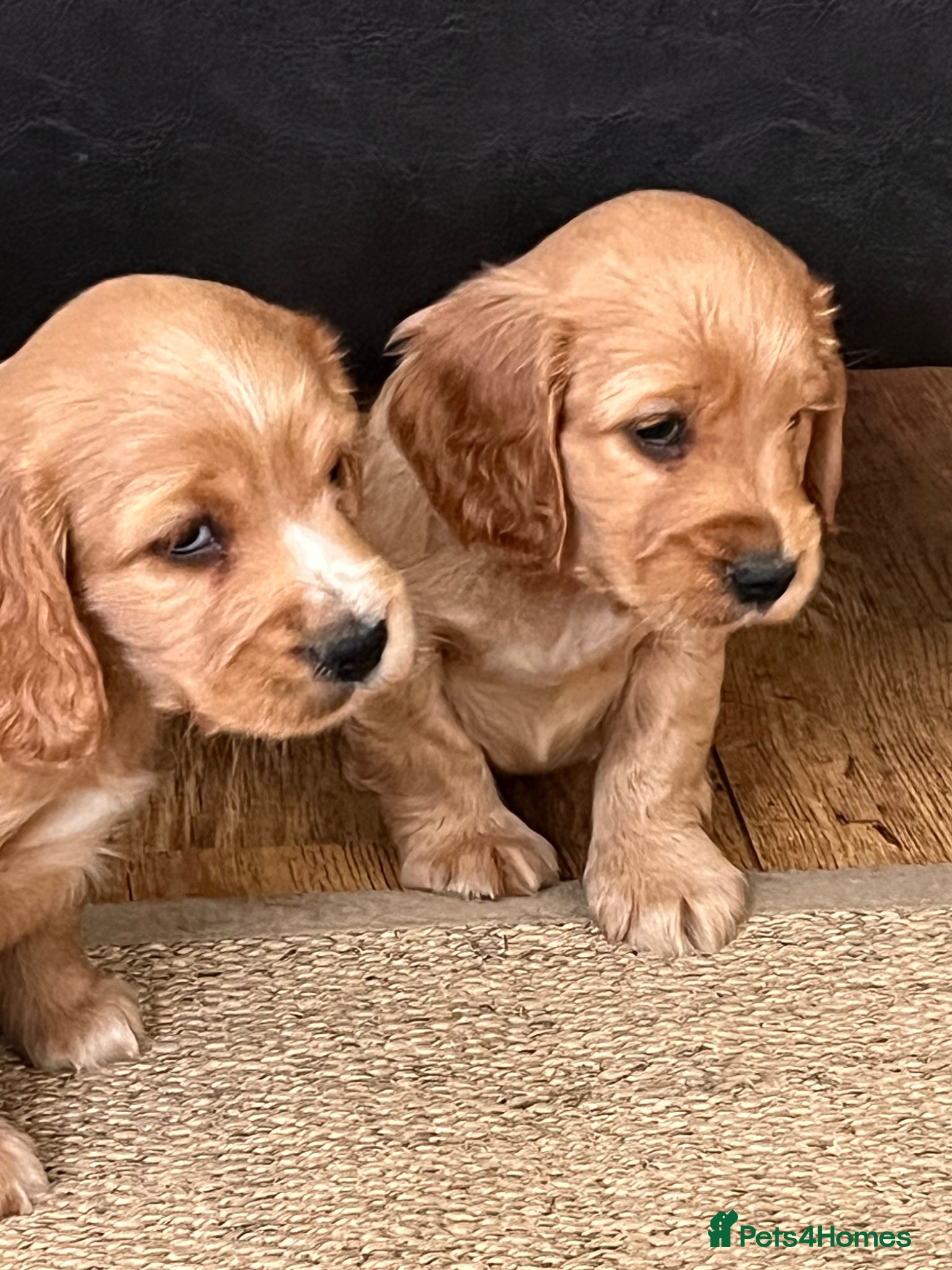 Cocker Spaniel dogs Cocker Spaniel puppies - Advert 15
