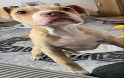 Alapaha Blue Blood Bulldog dogs for sale: Sadie - Image 3