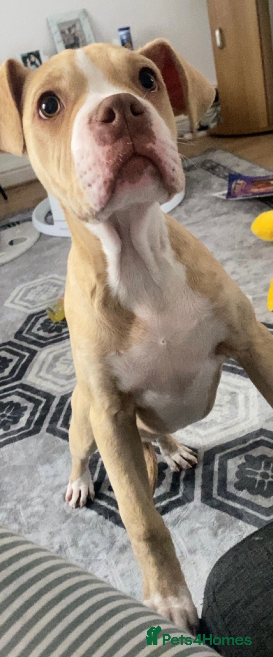 Alapaha Blue Blood Bulldog dogs for sale: Sadie - Image 3
