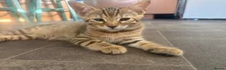 Bengal cats for sale: 🐾Stunning Bengal Kittens ready for Loving Homes🐾 - Advert 4