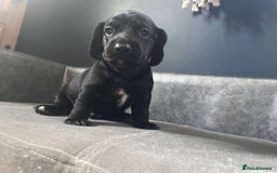 Mixed Breed dogs for sale: Docker puppy’s  - Image 2