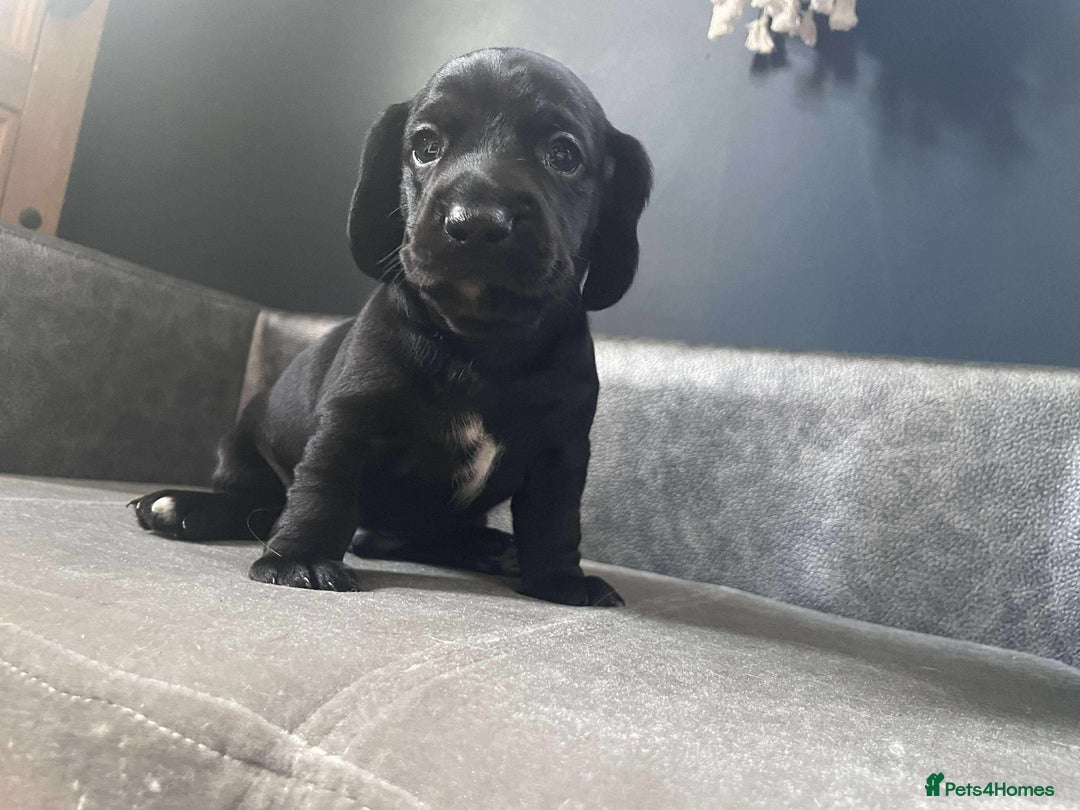 Mixed Breed dogs for sale: Docker puppy’s  - Image 2