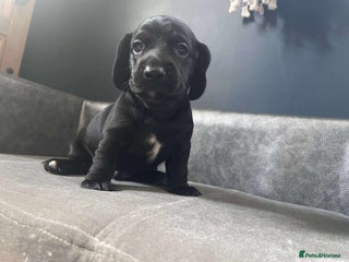 Mixed Breed dogs - Advert 17