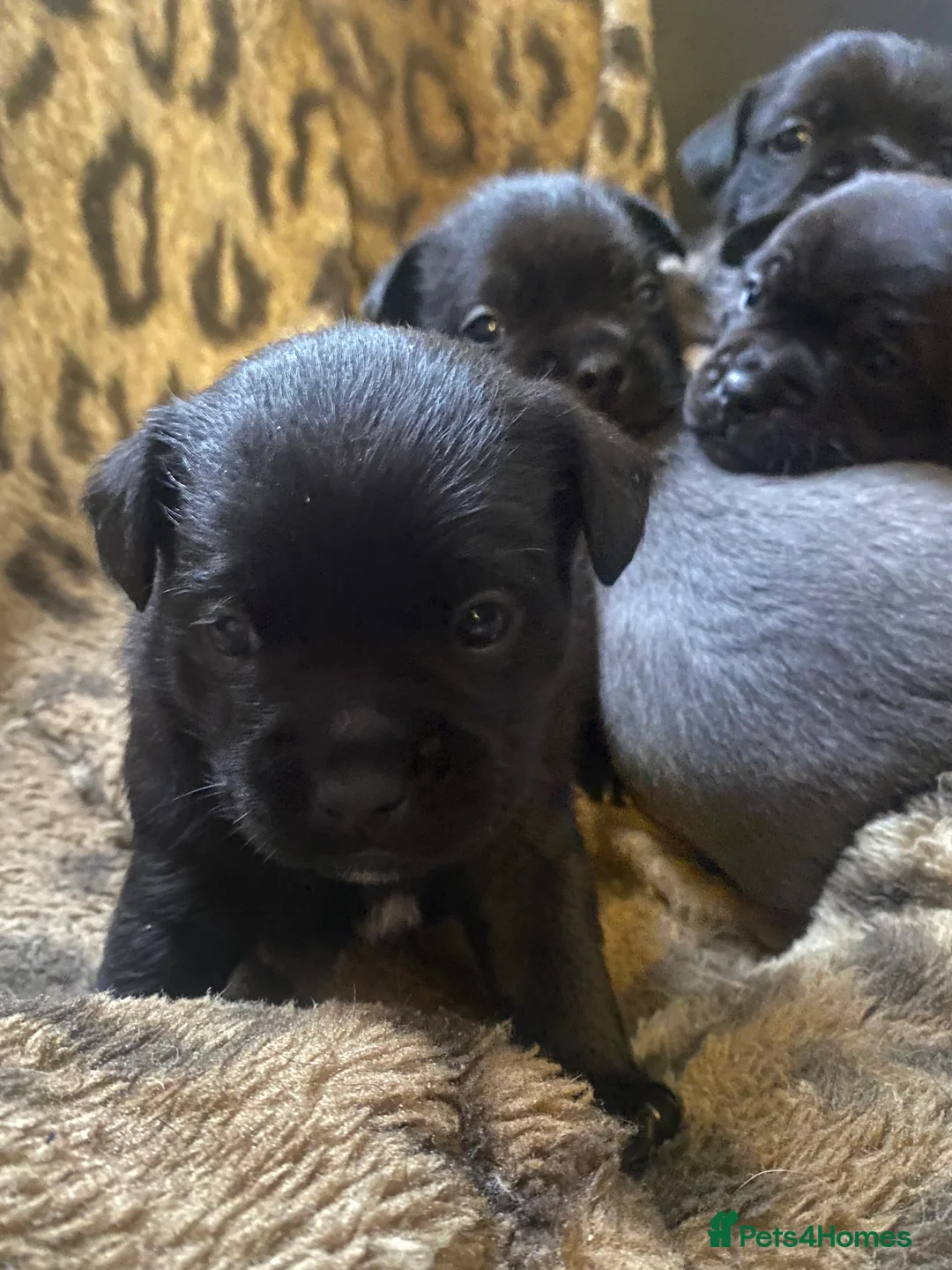 Mixed Breed dogs for sale: 3 puppy’s left  - Advert 12