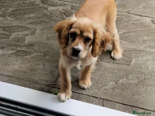 Cockalier dogs Lovely natured girl - Advert 1