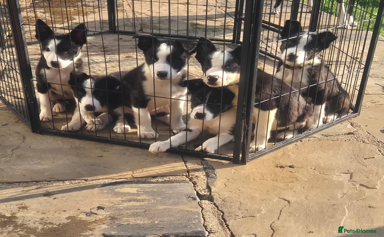 Border Collie dogs - Advert 13
