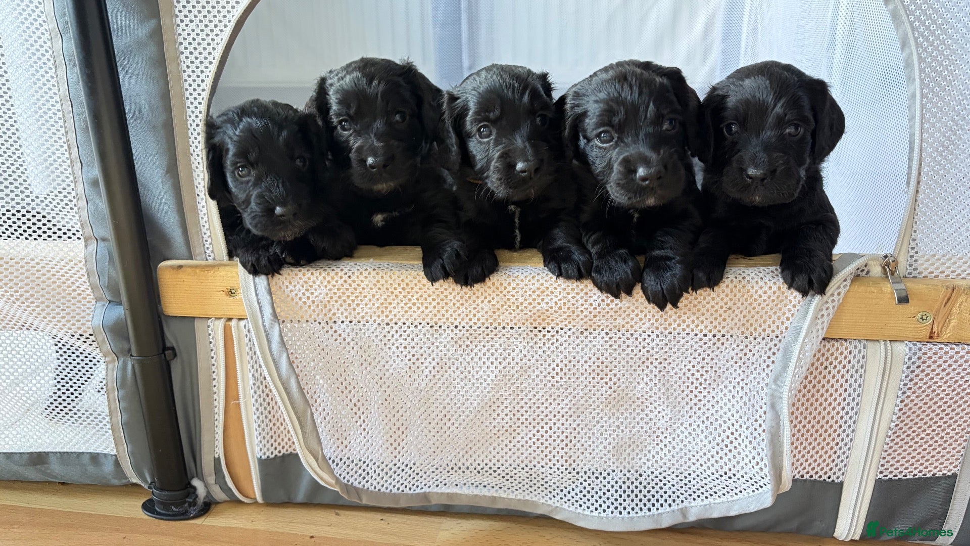 Cockapoo dogs 2 F1B Cockerpoos available - 1 boy, 1 girl ❤️ - Advert 1