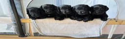 Cockapoo dogs for sale: 2 F1B Cockerpoos available - 1 boy, 1 girl ❤️ - Advert 1