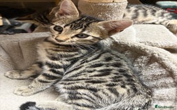 Bengal cats for sale: Stunning Bengal Kittens - Image 12