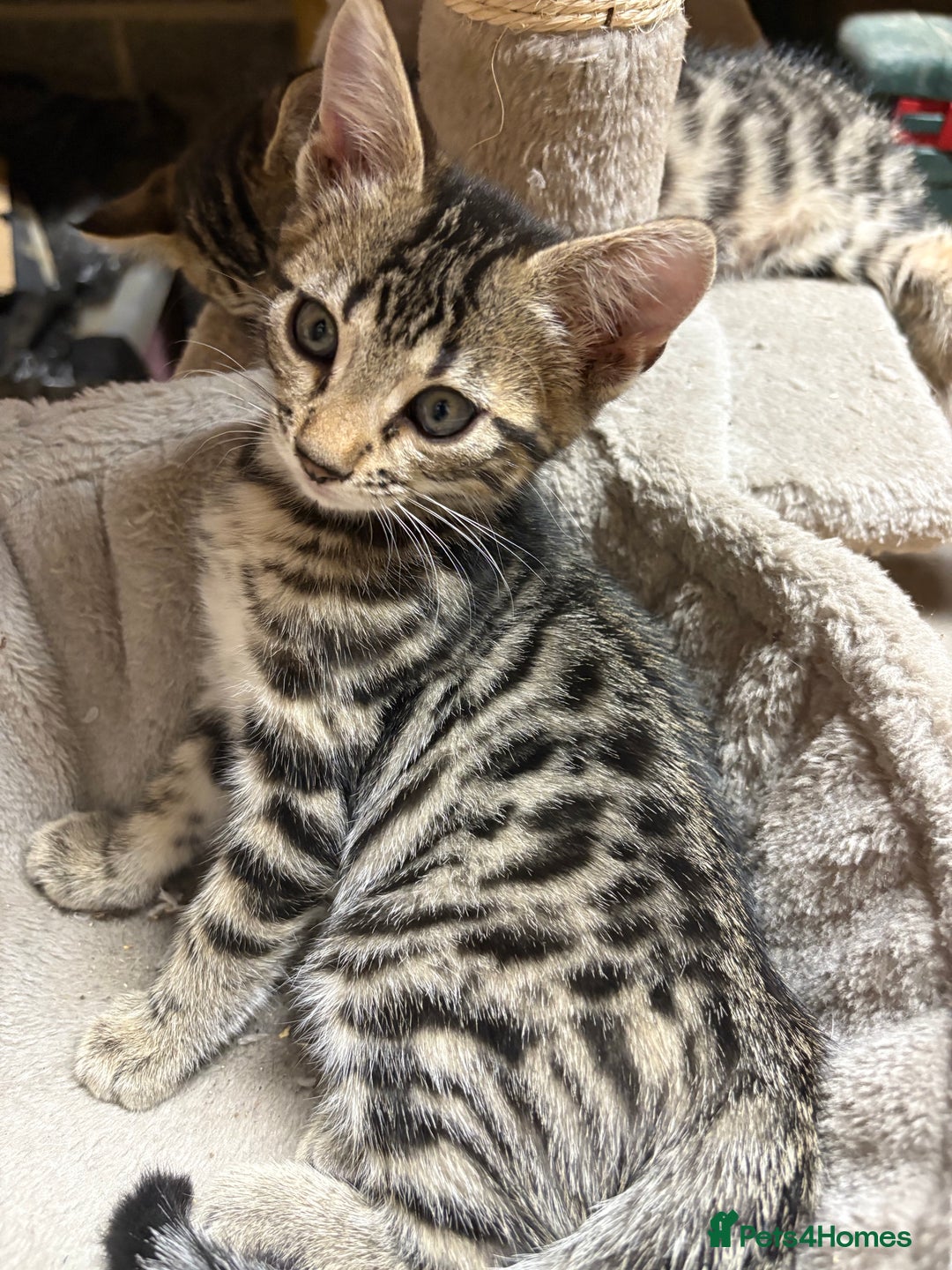 Bengal cats for sale: Stunning Bengal Kittens - Image 12