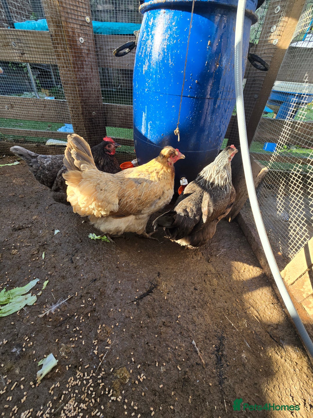 Chickens poultry for sale: Chickens  - Image 4