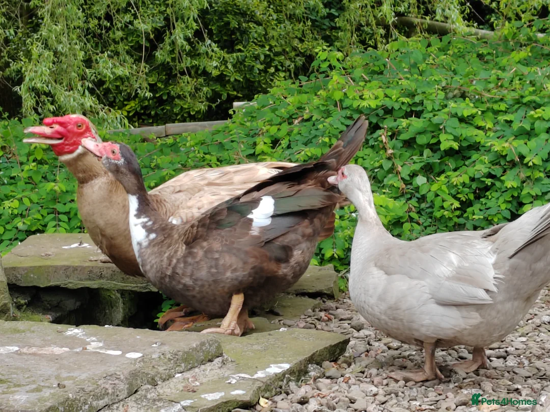 Ducks poultry for sale: 5 Male and Female Mixed Muscovy Ducks - Advert 3