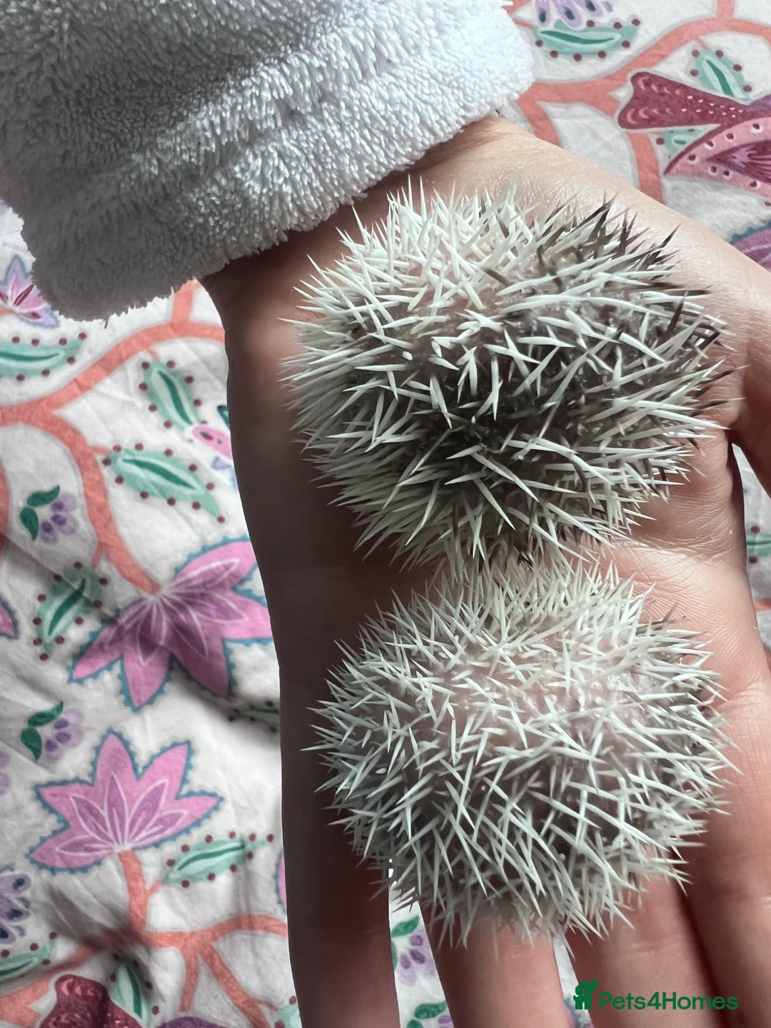 Pygmy Hedgehog rodents for sale: African Pygmy hedgehogs hoglets  - Advert 6