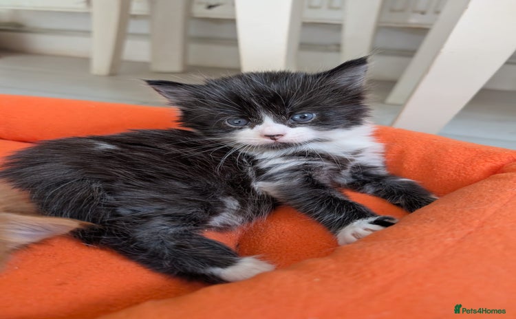 Mixed Breed cats - Advert 3