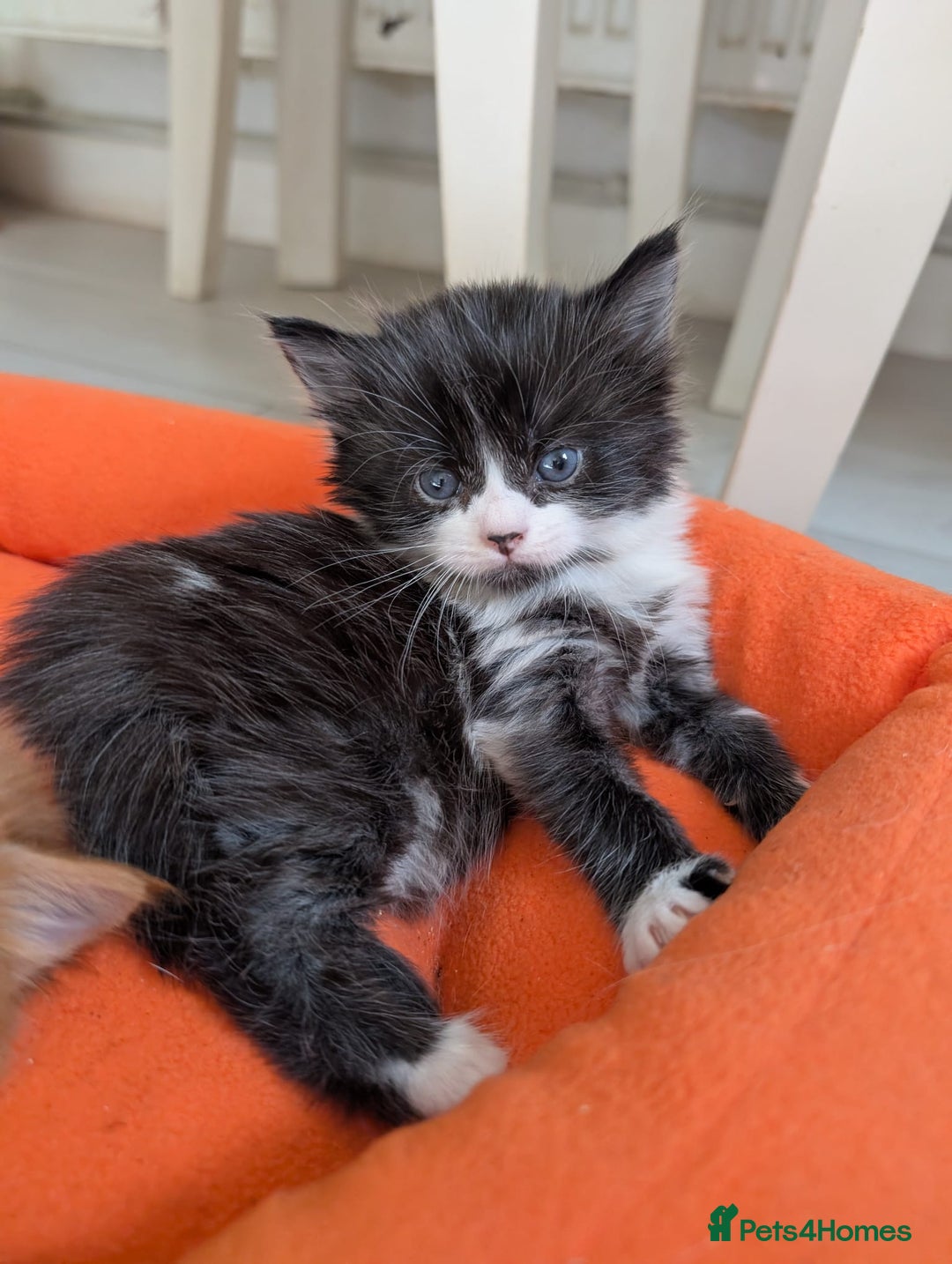 Mixed Breed cats for sale: Kittens  - Image 1