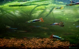 Live Bearers fish for sale: Guppy fry - Image 9