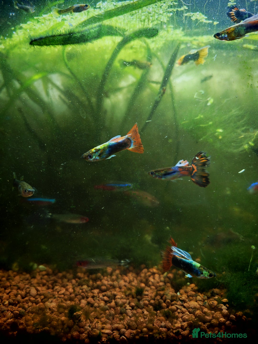 Live Bearers fish for sale: Guppy fry - Image 9