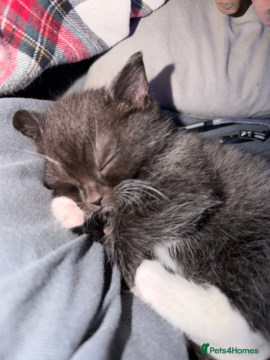 British Shorthair cats for sale: British short haired mix - Advert 4