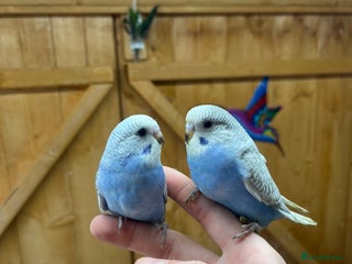 Budgerigars birds - Advert 32