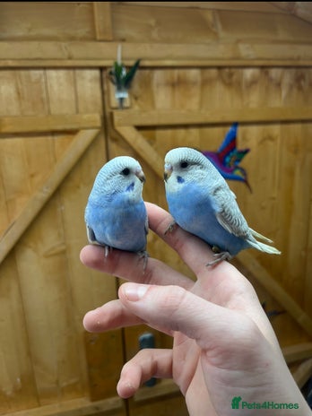 Budgerigars birds - Advert 17