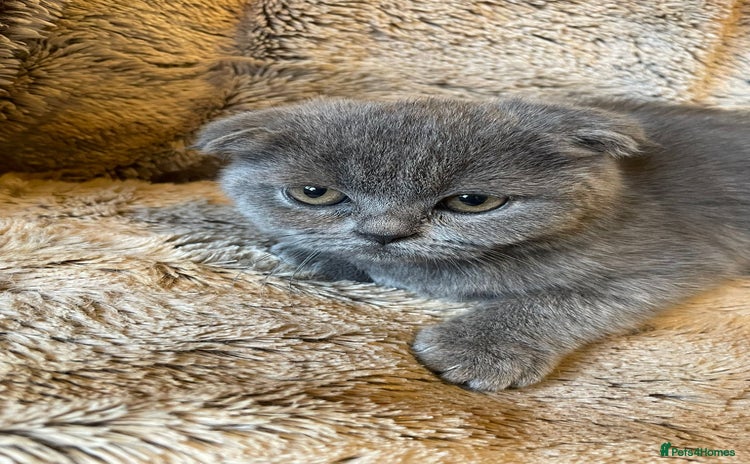 Scottish Fold cats - Advert 6