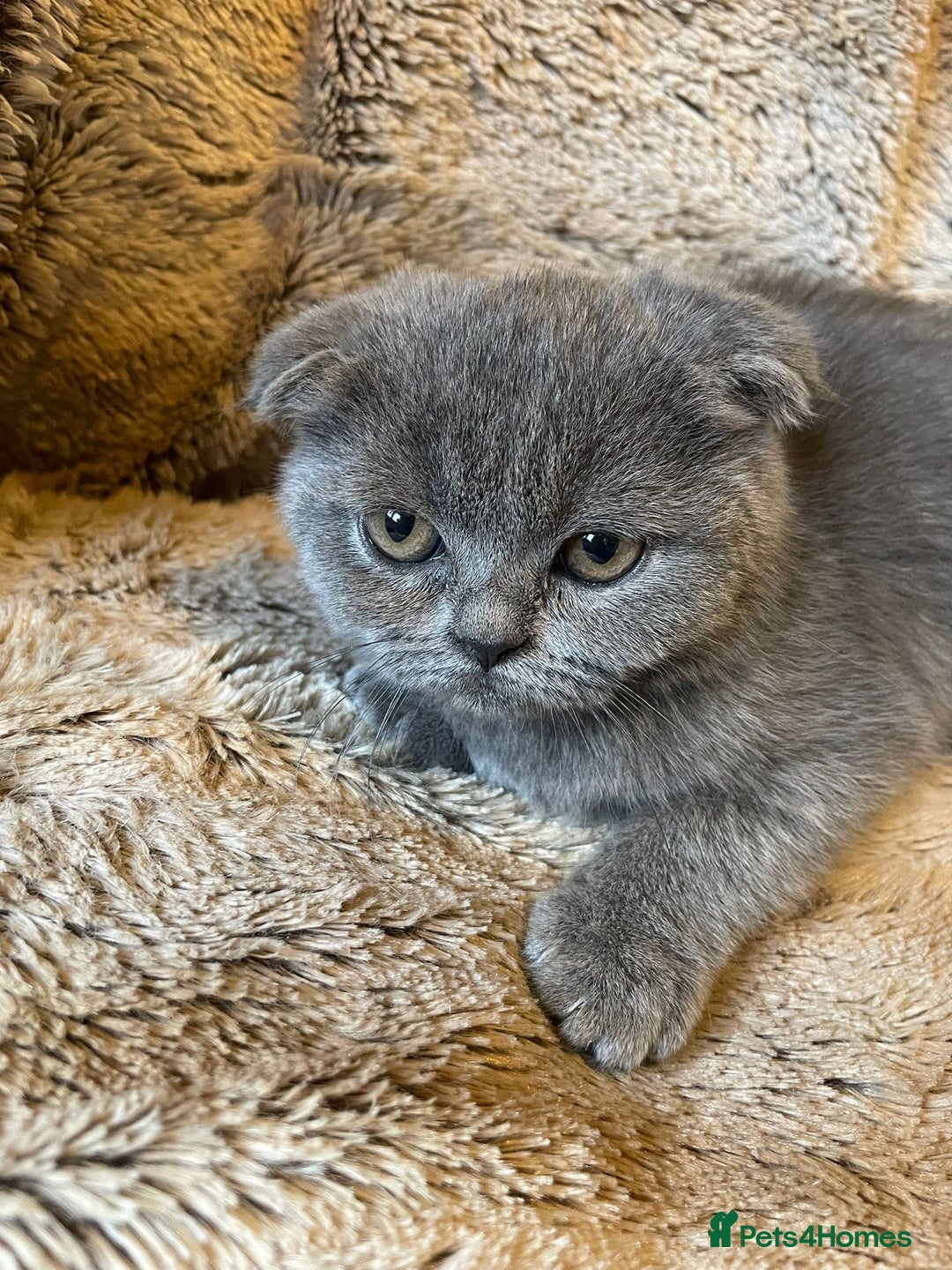 Scottish Fold cats for sale: Scottish fold kittens for sale - Image 13