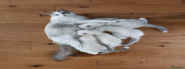 Venus