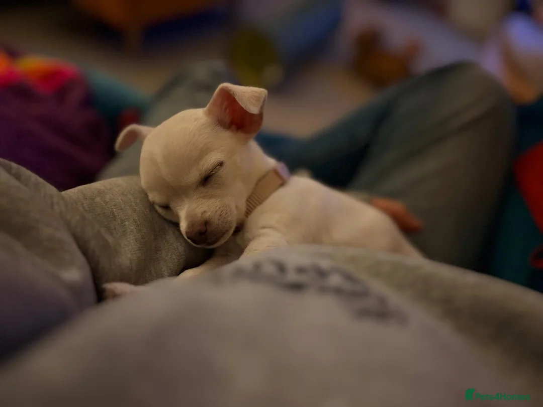 Chihuahua dogs for sale: Chihuauha puppies 🐶  - Advert 2