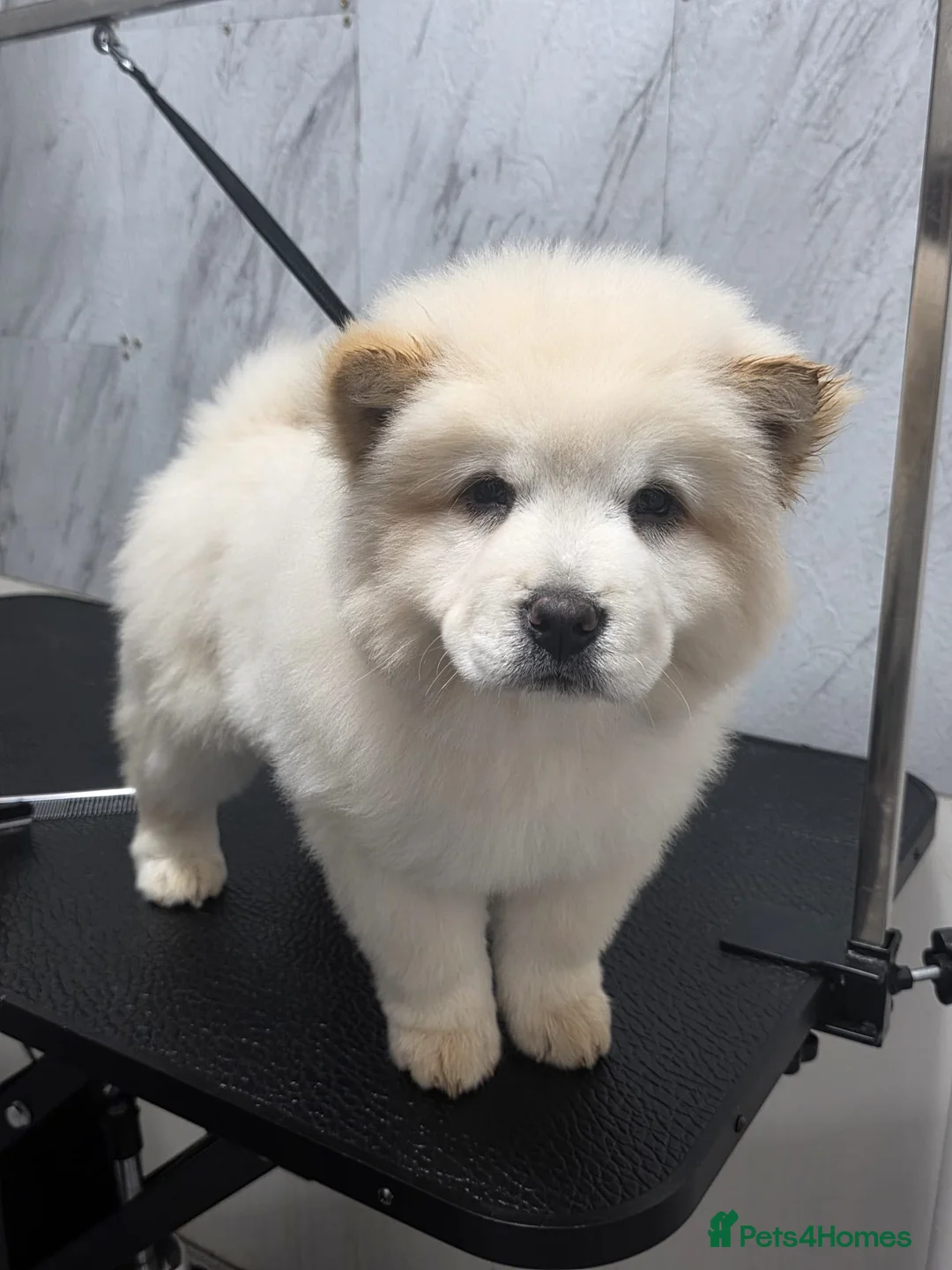 Chow Chow dogs for sale: 🚨 Only 2 fluffy troublemakers left! 🚨 in Swansea - Advert 9