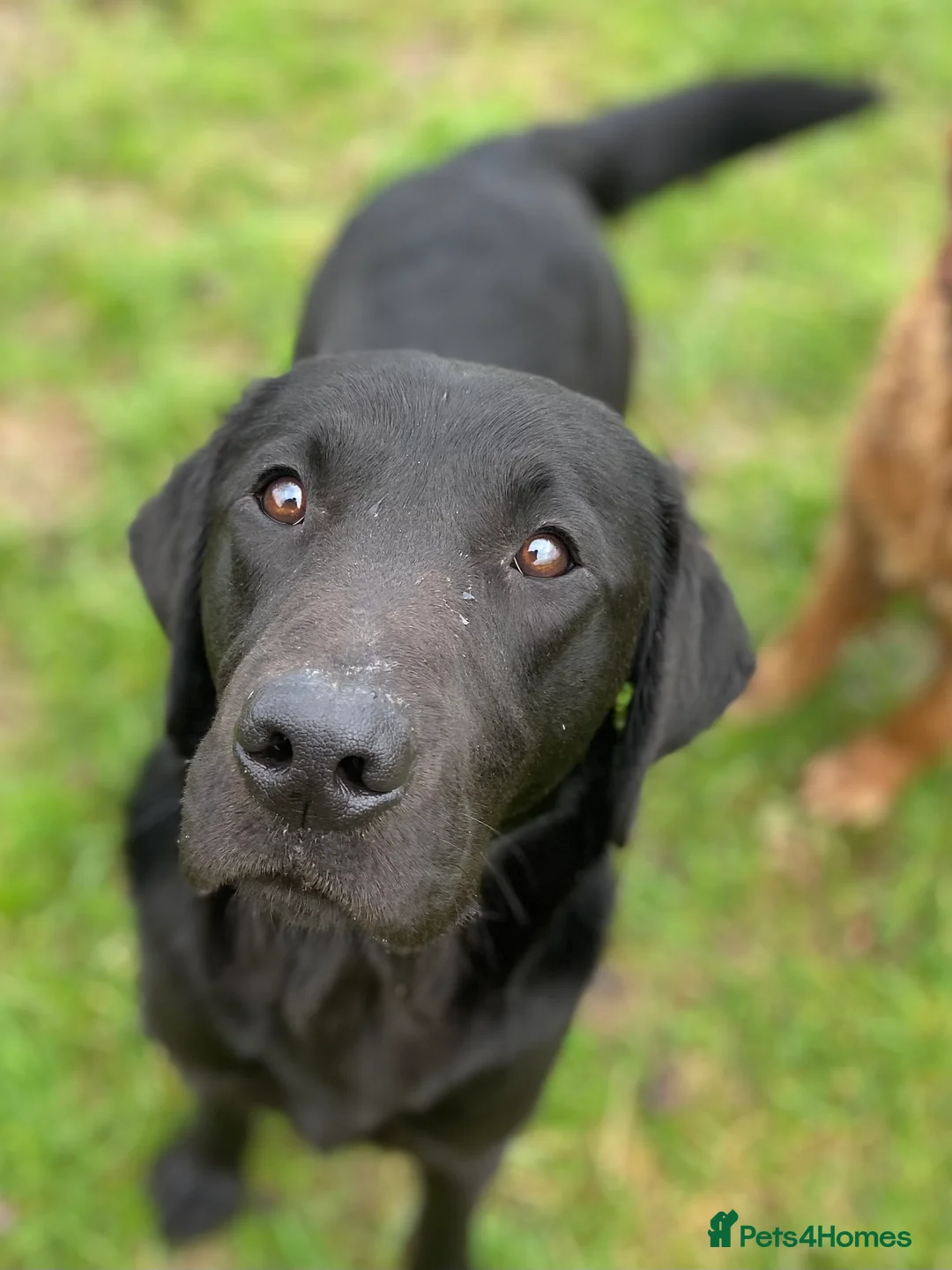 Labrador Retriever dogs for stud: Black Labrador Retriever Stud dog in Church Stretton - Advert 5