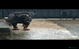 Rottweiler dogs for sale: Kc Registered Rottwiler Puppies  - Image 8