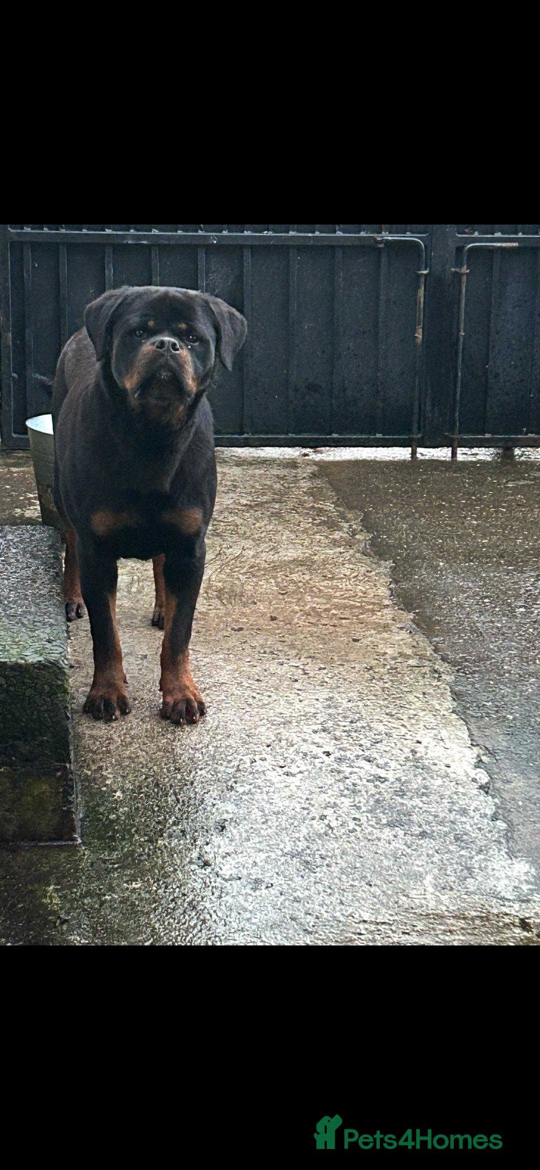 Rottweiler dogs for sale: Kc Registered Rottwiler Puppies  - Image 8