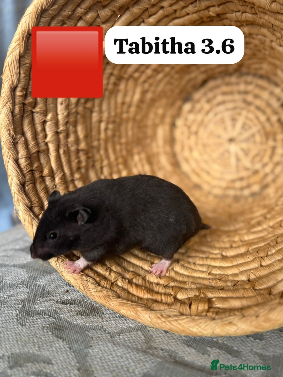 Hamster rodents for sale: Beautiful baby hamsters. Syrian and Russian Dwarf - Image 19