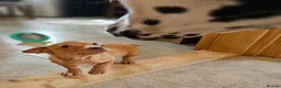 Mixed Breed dogs for adoption: Arnie - Adorable small breed cross  - Advert 16