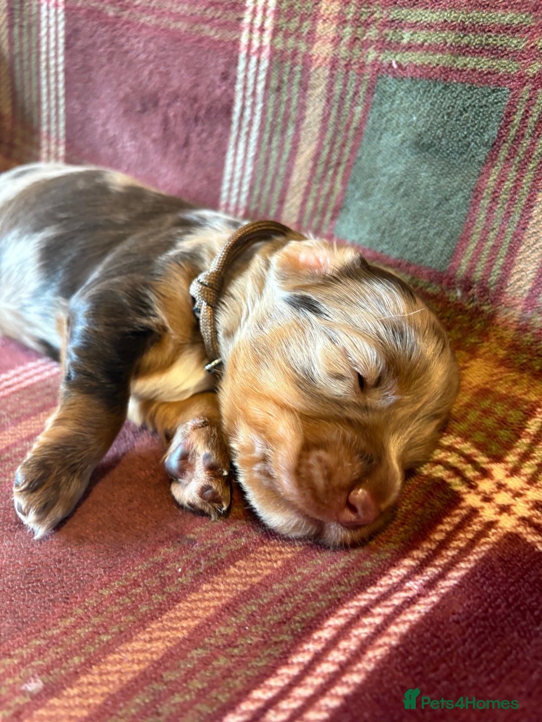 Mixed Breed dogs for sale: Beautiful Cocker X Puppies  - Advert 11