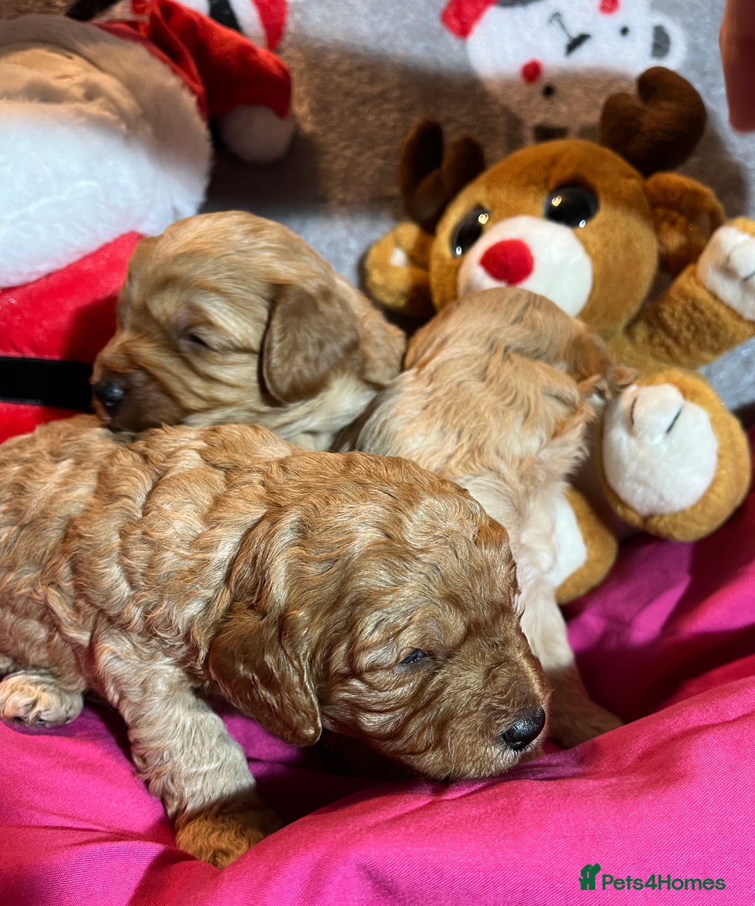 Cavapoochon dogs for sale: Cavapoochon Puppies ready from 20th December 2025  - Advert 16