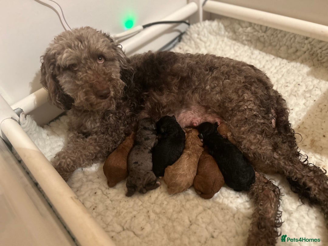 Mixed Breed dogs for sale: Beautiful miniature labradoodle puppies  - Advert 16