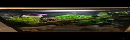 Gecko reptiles for sale: Crested gecko and full setup  - Advert 1